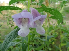 Pedaliaceae