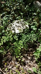 Adiantum tricholepis