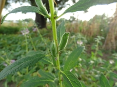 Pedaliaceae