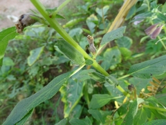 Pedaliaceae