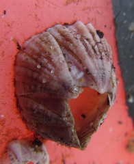 Balanus pulchellus