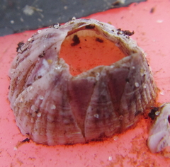 Balanus pulchellus
