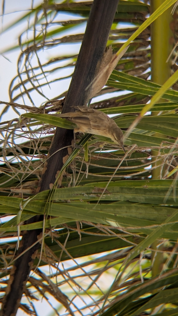 Tuamotu Reed-warbler