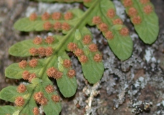 Amphorophora ampullata