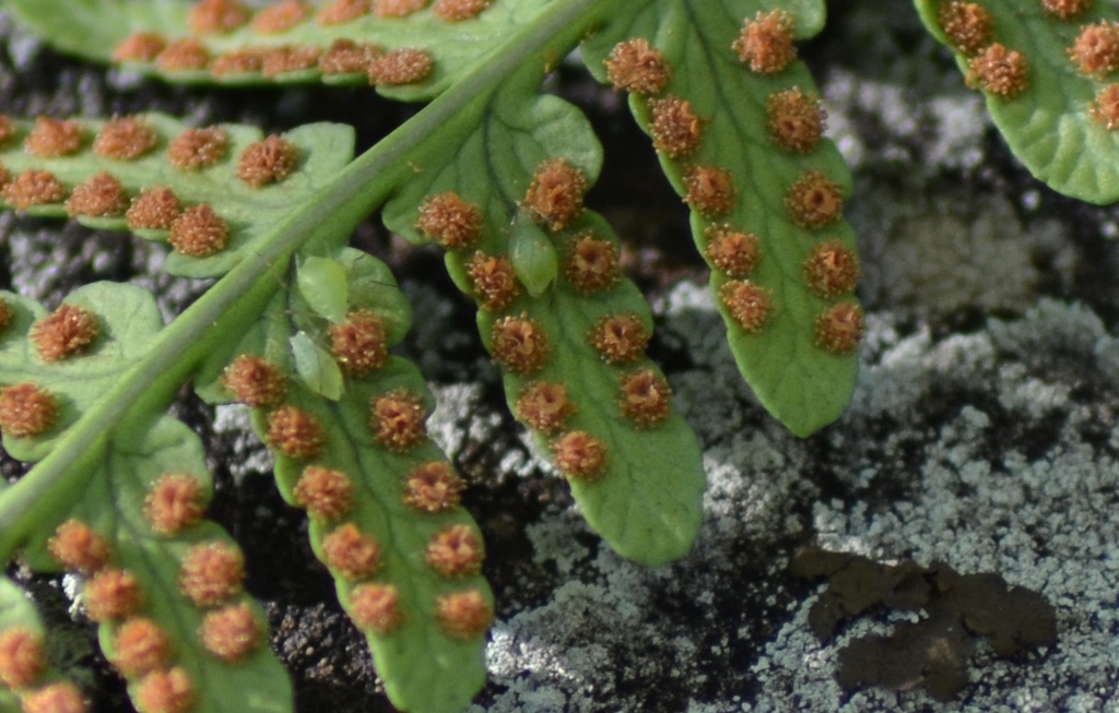 Berry Aphids