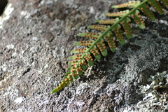 Amphorophora ampullata