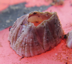 Balanus pulchellus