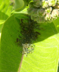Aphis asclepiadis
