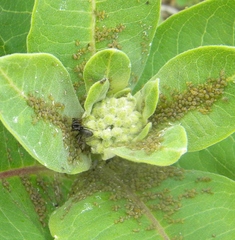 Aphis asclepiadis
