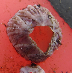 Balanus pulchellus