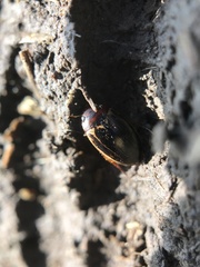 Agabus disintegratus