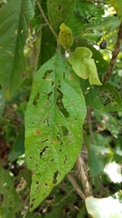 Callicarpa acuminata