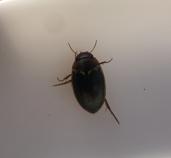 Agabus disintegratus