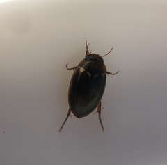 Agabus disintegratus