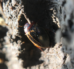 Agabus disintegratus