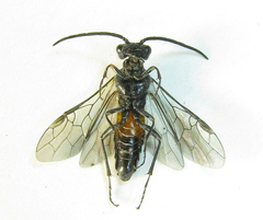 Dolerus gessneri