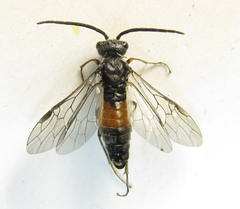 Dolerus gessneri