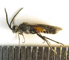 Dolerus gessneri
