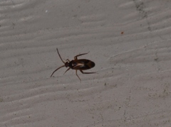 Ceratocapsus modestus