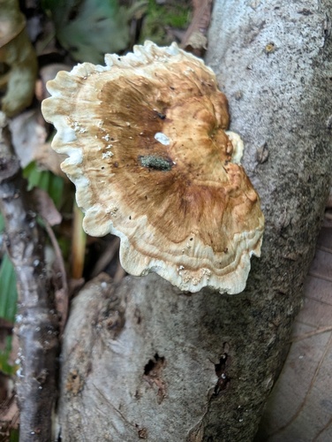 Microporus vernicipes