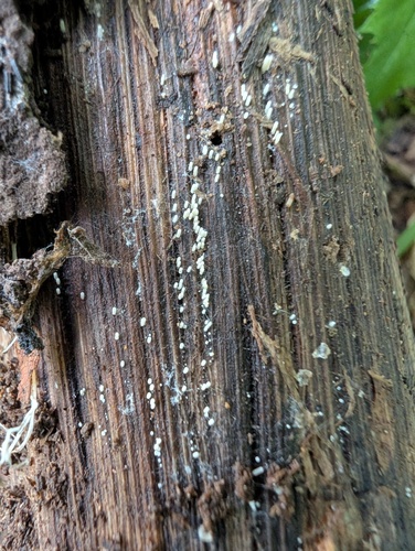 Henningsomyces candidus