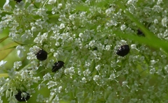 Corimelaena lateralis