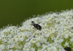 Corimelaena lateralis