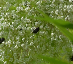 Corimelaena lateralis