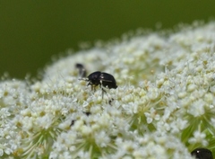 Corimelaena lateralis