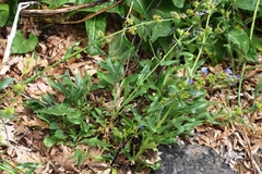 Penstemon attenuatus