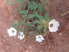 Turnera melochioides