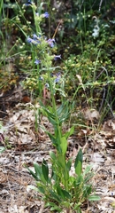 Penstemon attenuatus