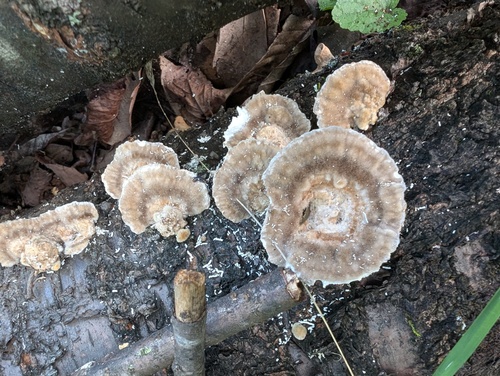 Trametes hirsuta