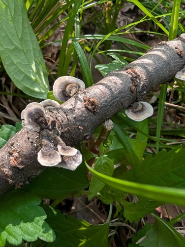 Trametes versicolor