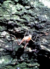 Ceuthophilus secretus