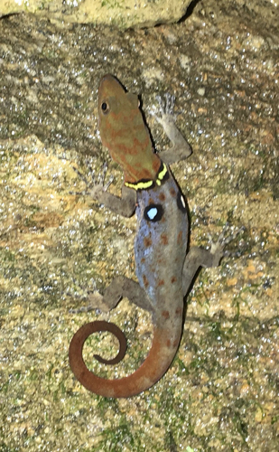 Gonatodes ocellatus