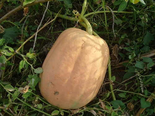 Cucurbita pepo image