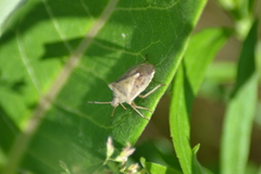 Euschistus variolarius