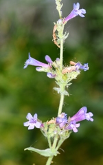 Penstemon attenuatus