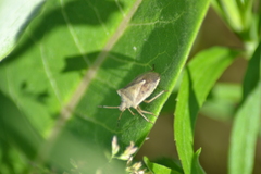 Euschistus variolarius