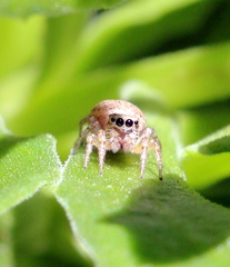Salticidae