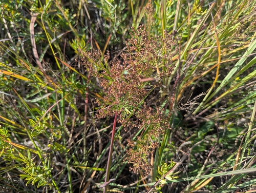 Upright Pinweed (Lechea stricta)
