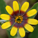 Osteospermum clandestinum - Photo (c) James Gaither, some rights reserved (CC BY-NC-ND)