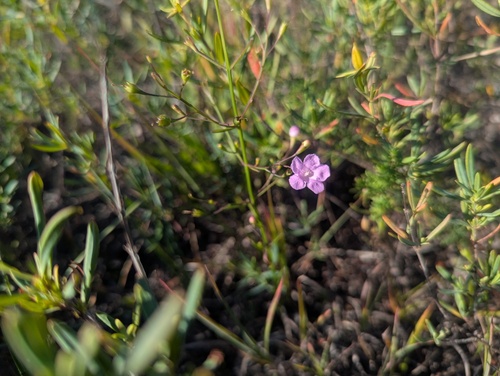 Pale False Foxglove (Agalinis skinneriana)