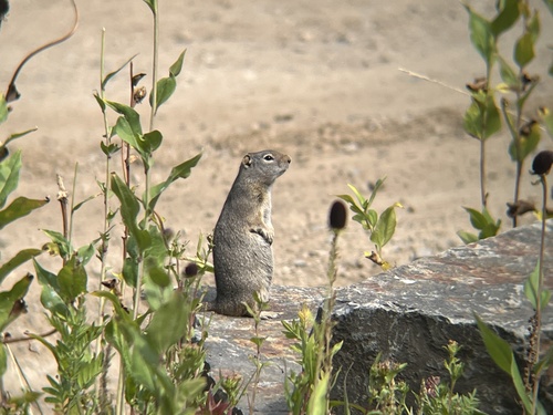 Uinta Ground Squirrel observed by alexws23