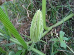 Cucurbita pepo image