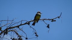 Tyrannus melancholicus