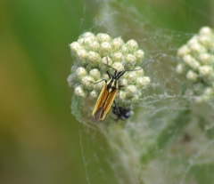 Leptopterna dolabrata