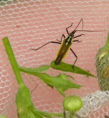 Leptopterna dolabrata