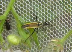 Leptopterna dolabrata